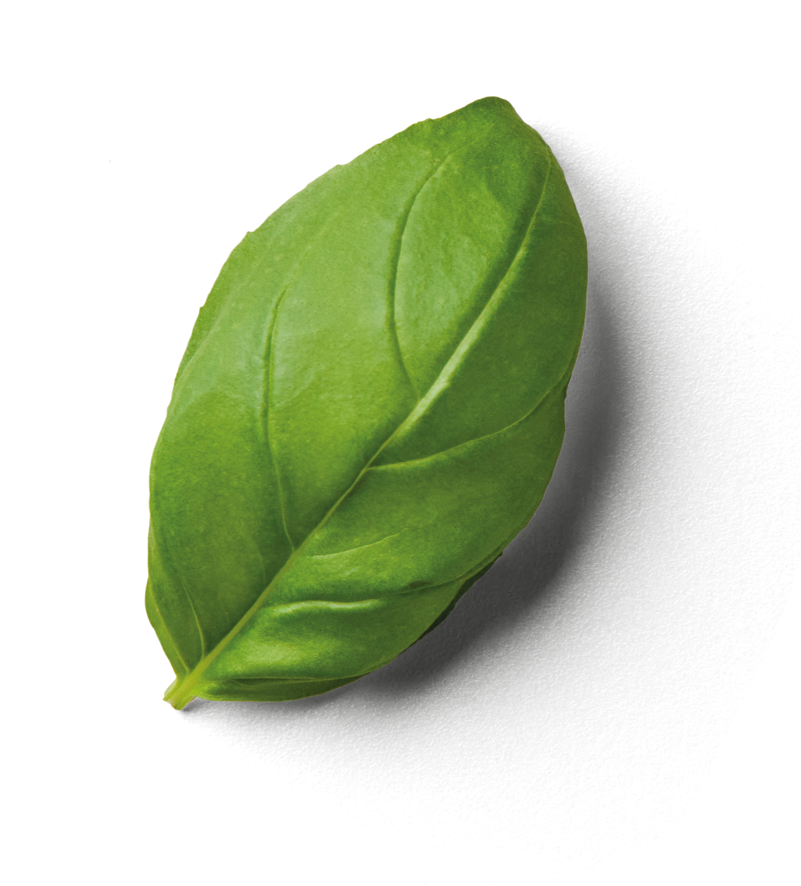 Espinaca