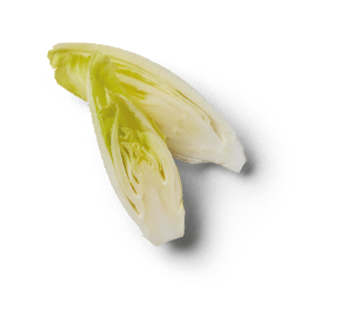 Achicoria